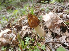 Morchella punctipes