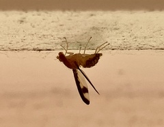 Toxonevra superba