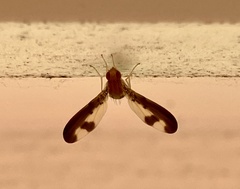 Toxonevra superba
