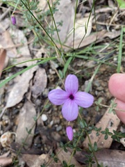 Tetratheca thymifolia