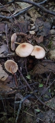 Marasmius floridanus