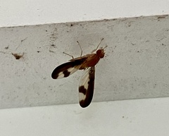 Toxonevra superba