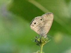 Hermeuptychia sosybius