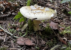 Amanita