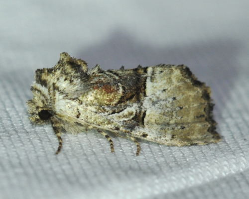 Multicolored Sedgeminer Moth photo 2