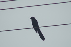 Crotophaga major