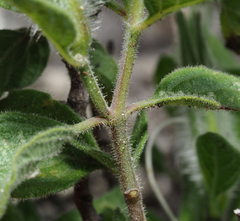 Ruellia hirsutoglandulosa