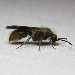 Sphaeropthalma unicolor