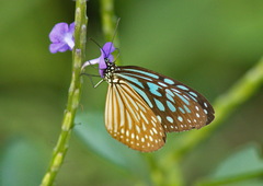 Ideopsis similis