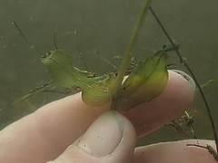 Potamogeton richardsonii