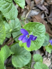 Viola odorata