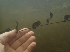 Potamogeton richardsonii