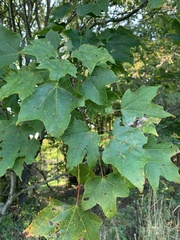 Acer nigrum