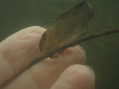 Potamogeton richardsonii