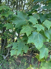 Acer nigrum
