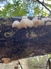 Pleurocybella porrigens