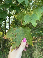 Acer nigrum