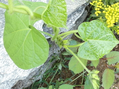 Convolvulus
