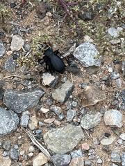 Tenebrionidae