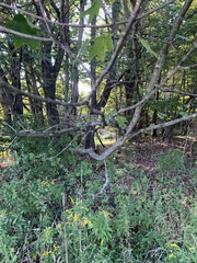 Acer nigrum