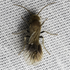 Sphaeropthalma unicolor