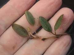 Potamogeton