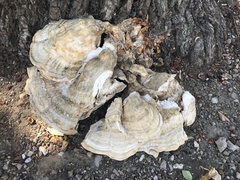 Laetiporus