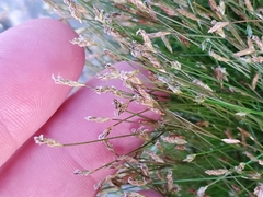 Eleocharis acicularis