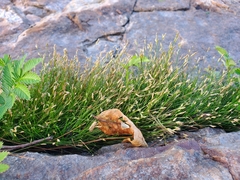 Eleocharis acicularis