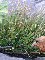 Eleocharis acicularis