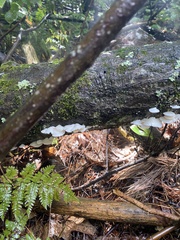 Pleurocybella porrigens