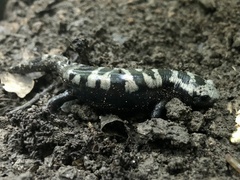 Ambystoma opacum