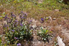 Anchusa