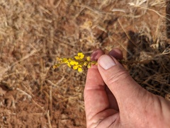 Holocarpha virgata virgata