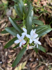 Philotheca myoporoides
