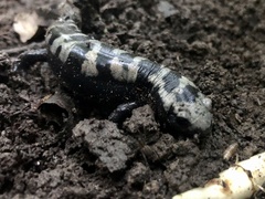 Ambystoma opacum