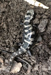 Ambystoma opacum