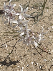 Leucocoryne appendiculata