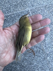 Oporornis agilis