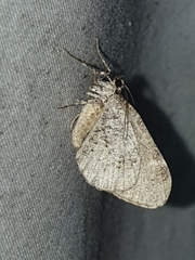 Stamnodes gibbicostata