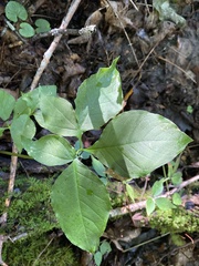 Arisaema triphyllum