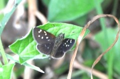 Piruna cyclosticta