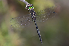 Somatochlora elongata