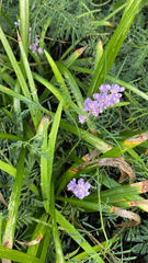 Liriope muscari