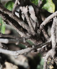 Ruellia hirsutoglandulosa