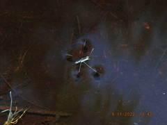 Limnoporus canaliculatus
