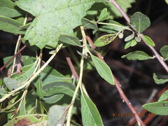 Lyonia fruticosa