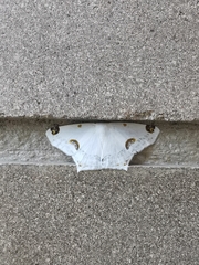 Sericoptera