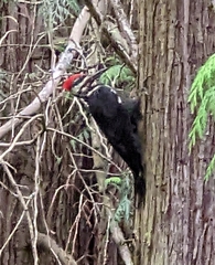 Dryocopus pileatus