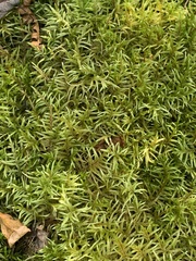 Pleurozium schreberi